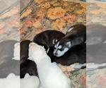 Small Photo #3 Siberian Husky Puppy For Sale in SYLVA, NC, USA
