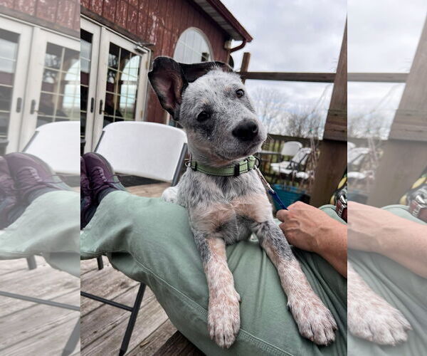 Medium Photo #9 Mutt Puppy For Sale in Garden City, NY, USA