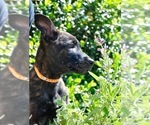 Small Photo #3 Dutch Shepherd Dog Puppy For Sale in CHARLESTON, WV, USA