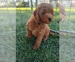 Puppy Puppy LightBlue Goldendoodle (Miniature)