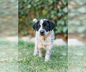 Labrador Retriever-Unknown Mix Dogs for adoption in Dana Point, CA, USA