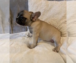 Small Photo #8 French Bulldog Puppy For Sale in CHARLESTON, SC, USA