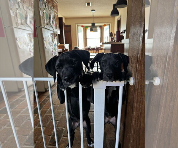 Medium Photo #3 Labrador Retriever-Unknown Mix Puppy For Sale in Mobile, AL, USA