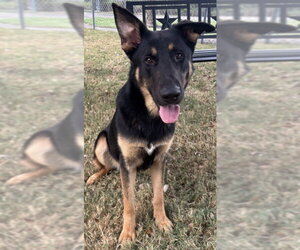 German Shepherd Dog-Unknown Mix Dogs for adoption in Texas City, TX, USA
