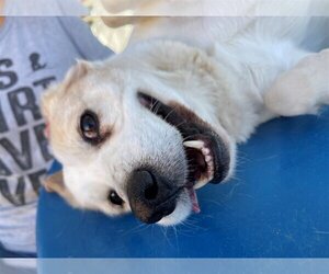 Spuds - - Male Beagle Dog for Adoption - Photo #2