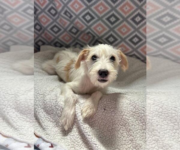 Medium Photo #2 Mutt Puppy For Sale in Pacolet, SC, USA