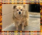 Small #2 Chihuahua
