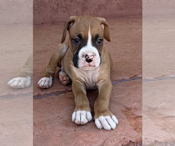 Medium Photo #2 Boxer Puppy For Sale in Lake Elsinore, CA, USA