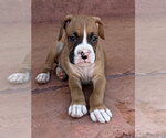 Small #1 Boxer