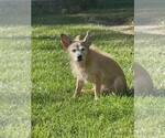 Small Chihuahua