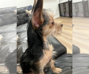 Chorkie Puppy for Sale in SAN JACINTO, California USA