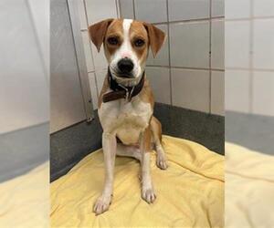 Labrador Retriever-Unknown Mix Dogs for adoption in San Antonio, TX, USA