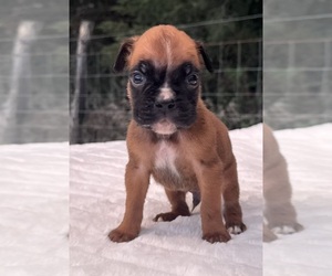 Boxer Puppy for sale in PAWNEE CITY, NE, USA