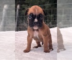 Image preview for Ad Listing. Nickname: AKC Austin