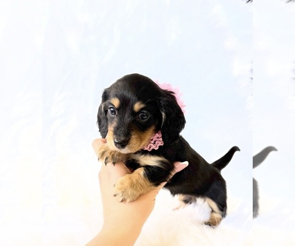 Medium Photo #11 Dachshund Puppy For Sale in DAVIS, CA, USA