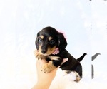 Small #10 Dachshund