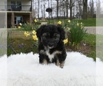 Small Photo #2 Aussiedoodle Miniature  Puppy For Sale in SUGARCREEK, OH, USA