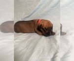 Small #4 Rhodesian Ridgeback
