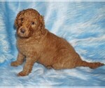 Small #3 Labradoodle