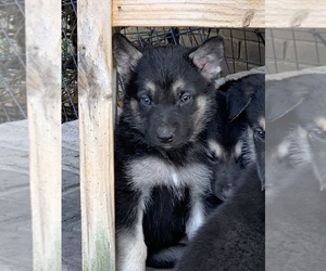 German Shepherd Dog Puppy for sale in FALCON, MO, USA