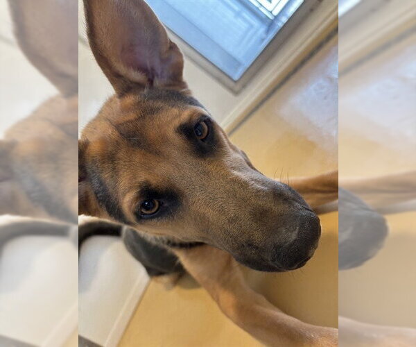 Medium Photo #2 German Shepherd Dog-Unknown Mix Puppy For Sale in San Bernardino, CA, USA