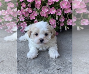 Havanese Puppy for sale in CANOGA, NY, USA