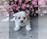 Small Photo #1 Havanese Puppy For Sale in CANOGA, NY, USA