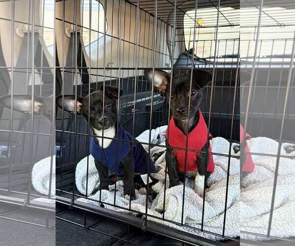 Medium Photo #1 Chihuahua Puppy For Sale in Arlington, WA, USA