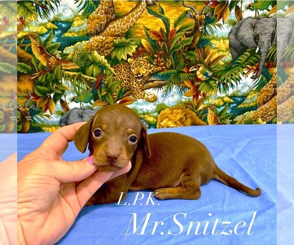 Medium Photo #1 Dachshund Puppy For Sale in WINNSBORO, LA, USA