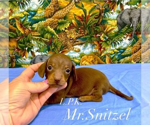 Dachshund Puppy for sale in WINNSBORO, LA, USA