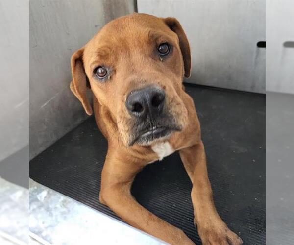 Medium Photo #1 Rhodesian Ridgeback-Unknown Mix Puppy For Sale in San Antonio, TX, USA