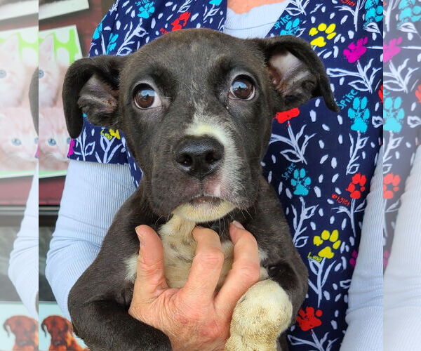 Medium Photo #6 Mutt Puppy For Sale in Royal Palm Beach, FL, USA