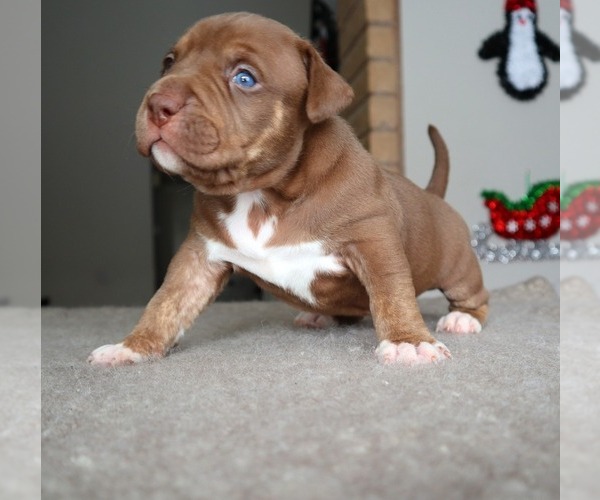 Medium Photo #6 American Bully Puppy For Sale in PALMDALE, CA, USA