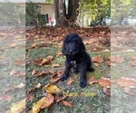 Small Photo #7 Labradoodle Puppy For Sale in KENLY, NC, USA