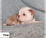 Small Photo #1 Boston Terrier Puppy For Sale in POMEROY, OH, USA