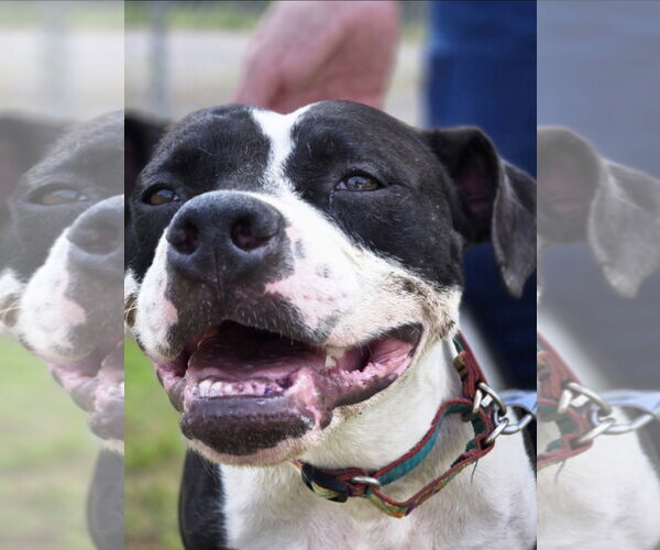 Medium Photo #10 Mutt Puppy For Sale in Rustburg, VA, USA