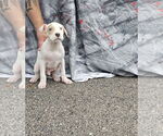 Small #5 American Pit Bull Terrier Mix