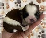Small Photo #6 Shih Tzu Puppy For Sale in DOWNEY, CA, USA