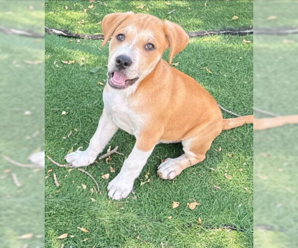 Medium Photo #1 Great Dane-Unknown Mix Puppy For Sale in Fremont, CA, USA