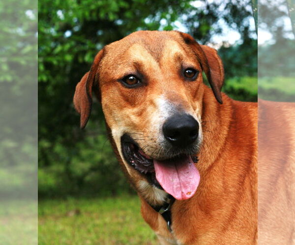 Medium Photo #11 Labrador Retriever-Rhodesian Ridgeback Mix Puppy For Sale in Attalka, AL, USA