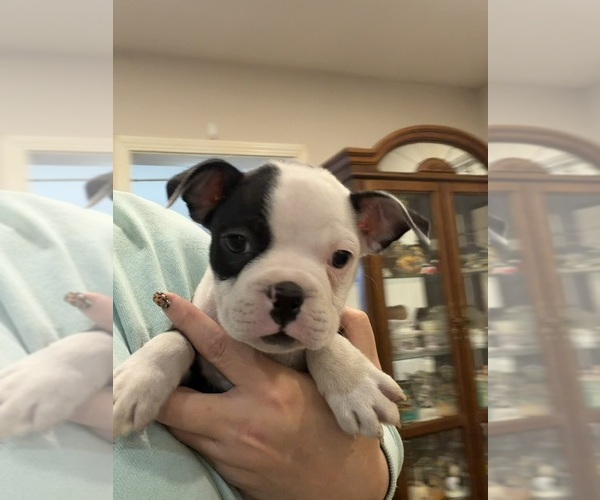 Medium Photo #1 Boston Terrier Puppy For Sale in FREDONIA, KS, USA