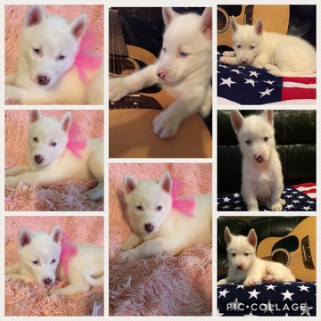 Medium Photo #1 Siberian Husky Puppy For Sale in BRONAUGH, MO, USA