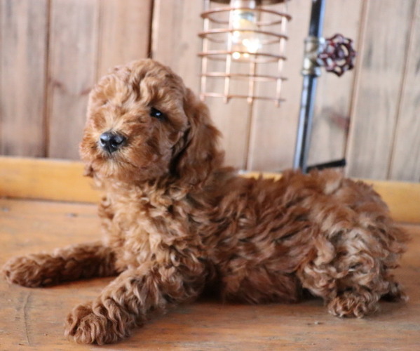 Medium Photo #7 Poodle (Toy) Puppy For Sale in HONEY BROOK, PA, USA
