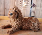 Small Photo #7 Poodle (Toy) Puppy For Sale in HONEY BROOK, PA, USA