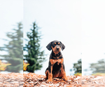 Small Photo #7 Catahoula Leopard Dog Puppy For Sale in WILSONVILLE, OR, USA
