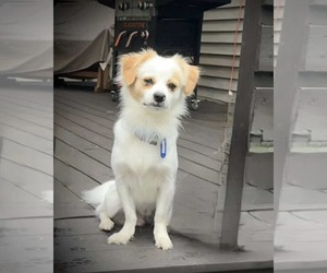 Papillon-Unknown Mix Dogs for adoption in Croydon, NH, USA