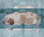 Small Photo #3 Beagle Puppy For Sale in MORRILL, KS, USA