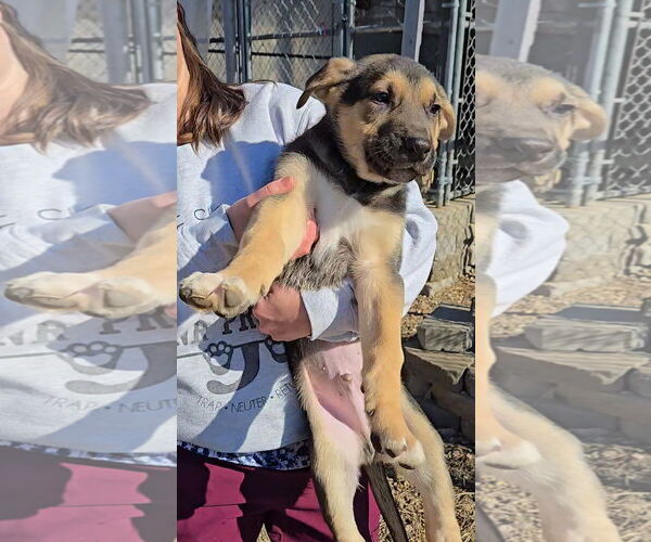 Medium Photo #1 Mutt Puppy For Sale in Estherville, IA, USA