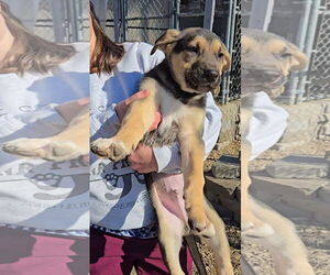 Mutt Dogs for adoption in Estherville, IA, USA