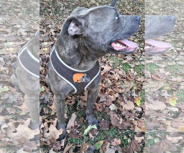 Medium Photo #4 American Pit Bull Terrier-Unknown Mix Puppy For Sale in Germantown, OH, USA